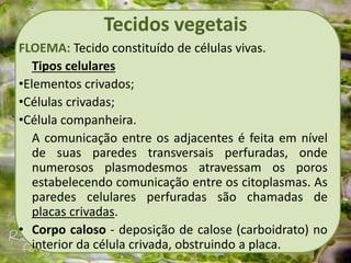 Tecidos vegetais
FLOEMA: Tecido constituído de células vivas.
Tipos celulares
•Elementos crivados;
•Células crivadas;
•Célula companheira.
A comunicação entre os adjacentes é feita em nível
de suas paredes transversais perfuradas, onde
numerosos plasmodesmos atravessam os poros
estabelecendo comunicação entre os citoplasmas. As
paredes celulares perfuradas são chamadas de
placas crivadas.
• Corpo caloso - deposição de calose (carboidrato) no
interior da célula crivada, obstruindo a placa.
 