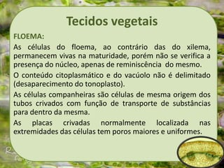 Tecidos vegetais
FLOEMA:
As células do floema, ao contrário das do xilema,
permanecem vivas na maturidade, porém não se verifica a
presença do núcleo, apenas de reminiscência do mesmo.
O conteúdo citoplasmático e do vacúolo não é delimitado
(desaparecimento do tonoplasto).
As células companheiras são células de mesma origem dos
tubos crivados com função de transporte de substâncias
para dentro da mesma.
As placas crivadas normalmente localizada nas
extremidades das células tem poros maiores e uniformes.
 