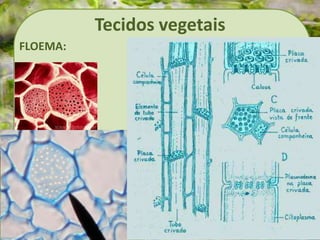 Tecidos vegetais
FLOEMA:
 