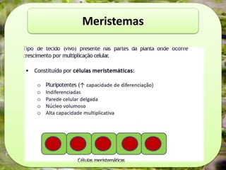 Meristemas
Meristemas
 