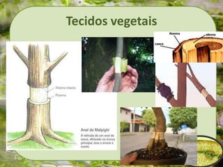 Tecidos vegetais
 
