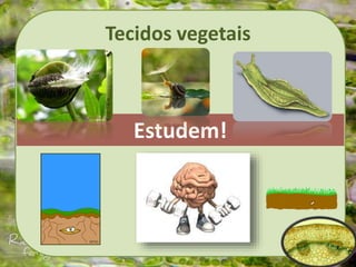 Tecidos vegetais
Estudem!
 