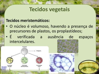 Tecidos vegetais
Tecidos meristemáticos:
• O núcleo é volumoso, havendo a presença de
precursores de plastos, os proplastídeos;
• É verificada a ausência de espaços
intercelulares.
 