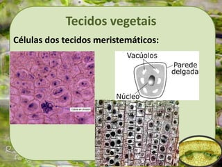 Tecidos vegetais
Células dos tecidos meristemáticos:
 
