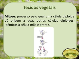 Tecidos vegetais
Mitose: processo pelo qual uma célula diplóide
dá origem a duas outras células diplóides,
idênticas à célula-mãe e entre si.
 