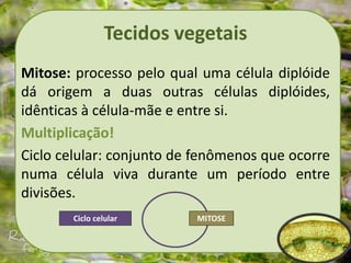 Tecidos vegetais
Mitose: processo pelo qual uma célula diplóide
dá origem a duas outras células diplóides,
idênticas à célula-mãe e entre si.
Multiplicação!
Ciclo celular: conjunto de fenômenos que ocorre
numa célula viva durante um período entre
divisões.
MITOSE
Ciclo celular
 