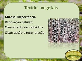 Tecidos vegetais
Mitose: Importância
Renovação celular;
Crescimento do indivíduo;
Cicatrização e regeneração.
 
