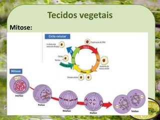 Tecidos vegetais
Mitose:
 
