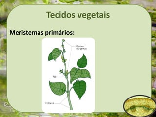 Tecidos vegetais
Meristemas primários:
 