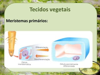 Tecidos vegetais
Meristemas primários:
 