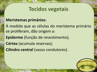 Tecidos vegetais
Meristemas primários:
À medida que as células do meristema primário
se proliferam, dão origem a:
Epiderme (função de revestimento);
Córtex (acumula reservas);
Cilindro central (vasos condutores).
 