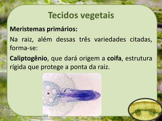 Tecidos vegetais
Meristemas primários:
Na raiz, além dessas três variedades citadas,
forma-se:
Caliptogênio, que dará origem a coifa, estrutura
rígida que protege a ponta da raiz.
 