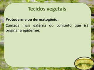 Tecidos vegetais
Protoderme ou dermatogênio:
Camada mais externa do conjunto que irá
originar a epiderme.
 