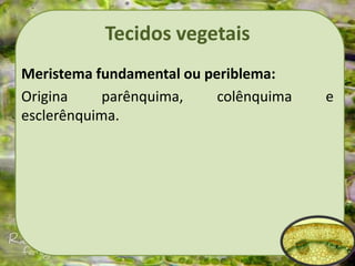 Tecidos vegetais
Meristema fundamental ou periblema:
Origina parênquima, colênquima e
esclerênquima.
 