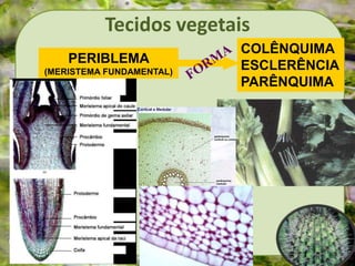 Tecidos vegetais
PERIBLEMA
(MERISTEMA FUNDAMENTAL)
COLÊNQUIMA
ESCLERÊNCIA
PARÊNQUIMA
 