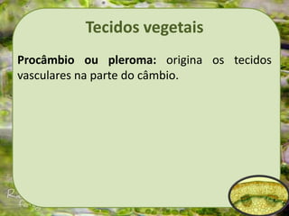 Tecidos vegetais
Procâmbio ou pleroma: origina os tecidos
vasculares na parte do câmbio.
 