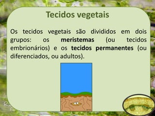 Tecidos vegetais
Os tecidos vegetais são divididos em dois
grupos: os meristemas (ou tecidos
embrionários) e os tecidos permanentes (ou
diferenciados, ou adultos).
 