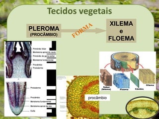 Tecidos vegetais
PLEROMA
(PROCÂMBIO)
XILEMA
e
FLOEMA
procâmbio
 