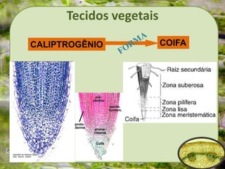 Tecidos vegetais
CALIPTROGÊNIO COIFA
 
