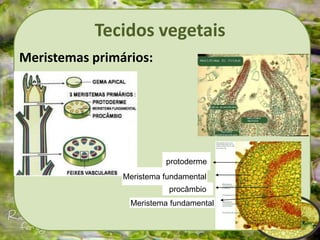Tecidos vegetais
Meristemas primários:
protoderme
Meristema fundamental
procâmbio
Meristema fundamental
 