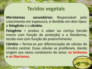 Tecidos vegetais
Meristemas secundários: Responsável pelo
crescimento em espessura, é dividido em dois tipos:
o felogênio e o câmbio.
Felogênio – produz o súber ou cortiça (tecido
morto com função de proteção) e o feloderma,
tecido vivo com função de preenchimento.
Câmbio – forma-se por diferenciação de células do
cilindro central. Essas células se proliferam, dando
origem aos vasos condutores de seiva: os lenhosos
e os liberianos.
 
