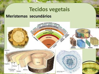 Tecidos vegetais
Meristemas secundários
 