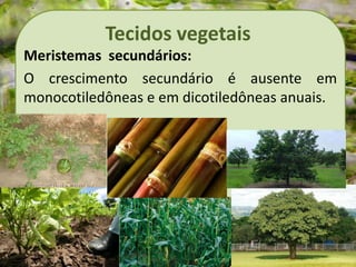 Tecidos vegetais
Meristemas secundários:
O crescimento secundário é ausente em
monocotiledôneas e em dicotiledôneas anuais.
 