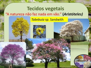Tecidos vegetais
“A natureza não faz nada em vão.” (Aristóteles)
Tabebuia sp. Sandwith
 