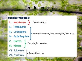 Tecidos vegetais
 