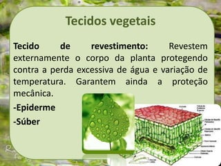 Tecidos vegetais
Tecido de revestimento: Revestem
externamente o corpo da planta protegendo
contra a perda excessiva de água e variação de
temperatura. Garantem ainda a proteção
mecânica.
-Epiderme
-Súber
 