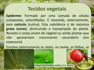 Tecidos vegetais
Epiderme: Formado por uma camada de células
justapostas, aclorofiladas. É revestida, externamente,
pela cutícula (cutina). Esta substância é de natureza
graxa (ceras), diminuindo a transpiração da planta.
Reveste o corpo jovem do vegetal ou ainda plantas que
não apresentam crescimento secundário (em
espessura).
Envolve externamente as raízes, os caules, as folhas, as
flores, os frutos e as sementes.
Copernicia prunifera (Miller) H.E. Moore
 