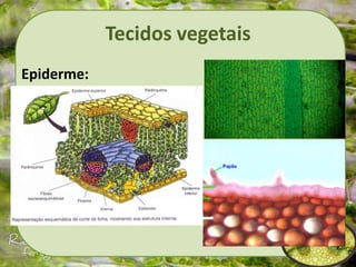 Tecidos vegetais
Epiderme:
 