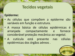 Tecidos vegetais
Epiderme:
• As células que compõem a epiderme são
variáveis em função e estrutura.
• A massa básica de células epidérmicas é
arranjada compactamente e fornece
considerável proteção mecânica ao vegetal.
• A cutícula está presente nas células
epidérmicas dos órgãos aéreos .
 
