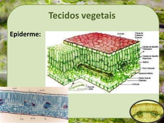 Tecidos vegetais
Epiderme:
 