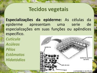 Tecidos vegetais
Especializações da epiderme: As células da
epiderme apresentam uma serie de
especializações em suas funções ou apêndices
específico.
Cutícula
Acúleos
Pêlos
Estômatos
Hidatódios
 