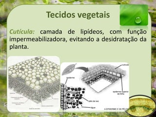 Tecidos vegetais
Cutícula: camada de lipídeos, com função
impermeabilizadora, evitando a desidratação da
planta.
 