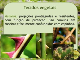 Tecidos vegetais
Acúleos: projeções pontiagudas e resistentes,
com função de proteção. São comuns em
roseiras e facilmente confundidos com espinhos.
 