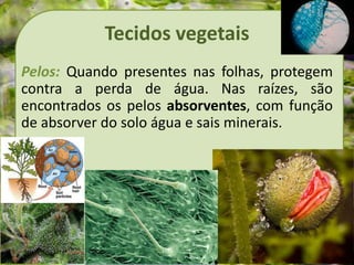 Tecidos vegetais
Pelos: Quando presentes nas folhas, protegem
contra a perda de água. Nas raízes, são
encontrados os pelos absorventes, com função
de absorver do solo água e sais minerais.
 
