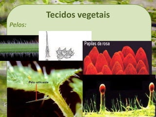 Tecidos vegetais
Pelos:
 