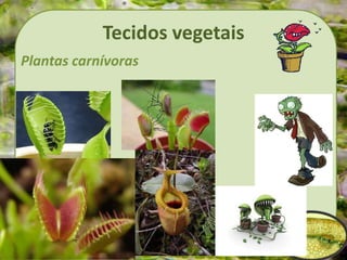 Tecidos vegetais
Plantas carnívoras
 