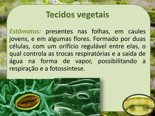 Tecidos vegetais
Estômatos: presentes nas folhas, em caules
jovens, e em algumas flores. Formado por duas
células, com um orifício regulável entre elas, o
qual controla as trocas respiratórias e a saída de
água na forma de vapor, possibilitando a
respiração e a fotossíntese.
 