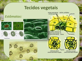Tecidos vegetais
Estômatos:
 