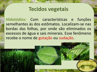 Tecidos vegetais
Hidatódios: Com características e funções
semelhantes às dos estômatos. Localizam-se nas
bordas das folhas, por onde são eliminados os
excessos de água e sais minerais. Esse fenômeno
recebe o nome de gutação ou sudação.
 