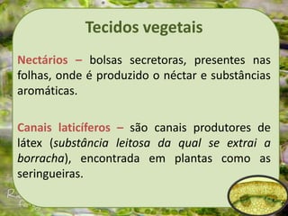 Tecidos vegetais
Nectários – bolsas secretoras, presentes nas
folhas, onde é produzido o néctar e substâncias
aromáticas.
Canais laticíferos – são canais produtores de
látex (substância leitosa da qual se extrai a
borracha), encontrada em plantas como as
seringueiras.
 