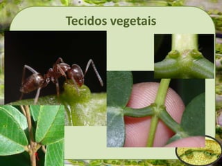 Tecidos vegetais
 