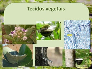 Tecidos vegetais
 