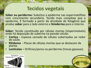 Tecidos vegetais
Súber ou periderme: Substitui a epiderme nas espermatófitas
com crescimento secundário. Tecido mais complexo que a
epiderme. É formado a partir da atividade de felogênio que
produz súber para o lado externo e feloderma para o interno.
Súber: Tecido constituído por células mortas (impermeáveis)
onde há deposição de suberina na parede celular.
• Cortiça - Espessa camada de células suberizadas ao redor
do caule.
• Ritidoma - Placas de células mortas que se destacam da
planta.
• Lenticelas – Orifícios/poros na periderme (trocas gasosas).
 