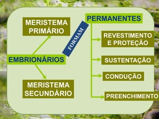 EMBRIONÁRIOS
MERISTEMA
PRIMÁRIO
MERISTEMA
SECUNDÁRIO
PERMANENTES
REVESTIMENTO
E PROTEÇÃO
SUSTENTAÇÃO
CONDUÇÃO
PREENCHIMENTO
 