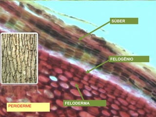Tecidos vegetais
PERIDERME
SÚBER
FELOGÊNIO
FELODERMA
 