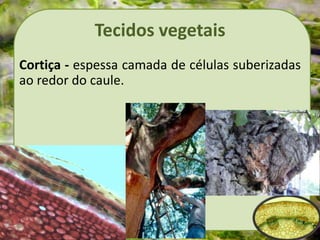 Tecidos vegetais
Cortiça - espessa camada de células suberizadas
ao redor do caule.
 